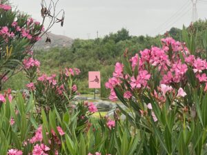 gal-y-leo-installazione-eros-psych- oleandri